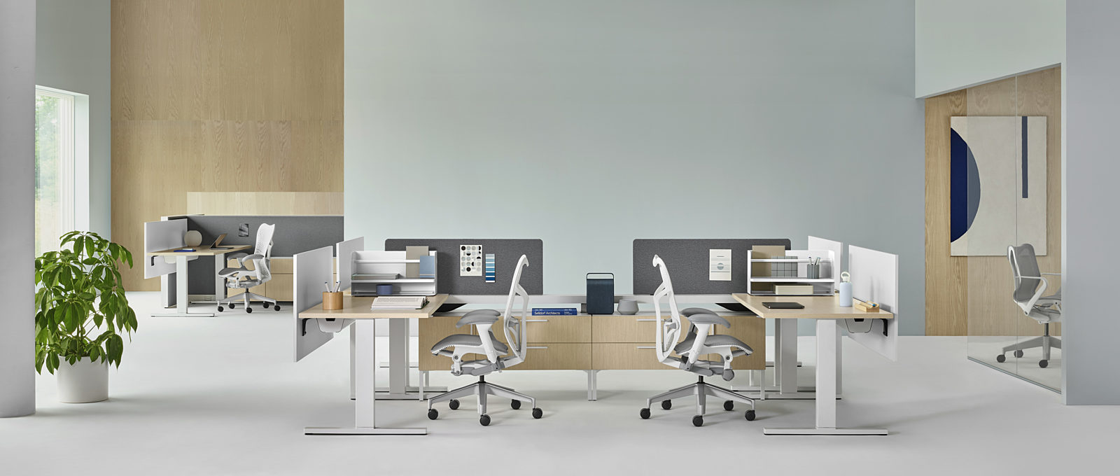 Cluster of Herman Miller Vista workstations, light wood-grain laminate and white metal, Herman Miller Mirra 2 task chairs